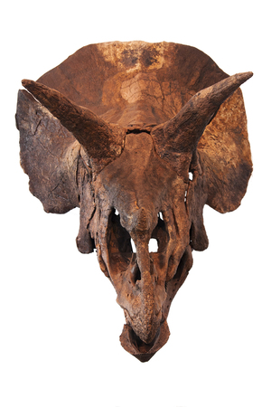 a triceratops skull isolated on white