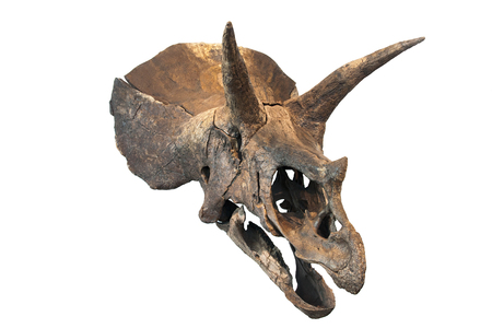 triceratops skull, isolated on whiteの素材 [FY31088884423