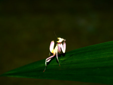 Grasshopper like antique flower perched on a leaf2