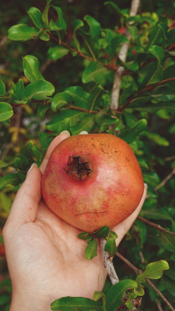 A ripe pomegranate on a tree is held by a hand. Toned high quality Photoの写真素材