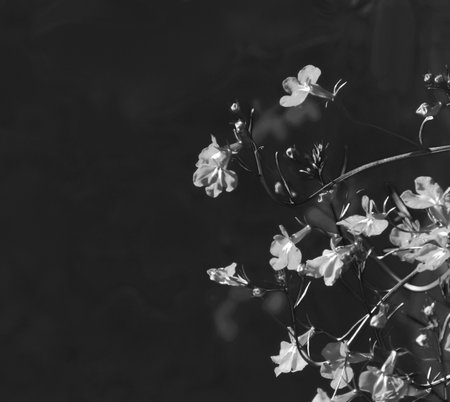 flowers. Lobelia Erinus. landscape decision. close up. copyspace. Monotoneの写真素材