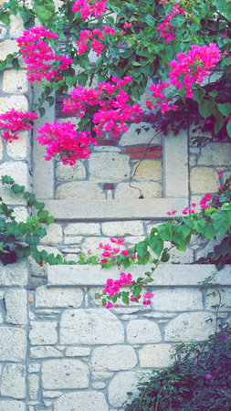 Cement block wall decorated with green vine creep and pink flower. Retro concept.