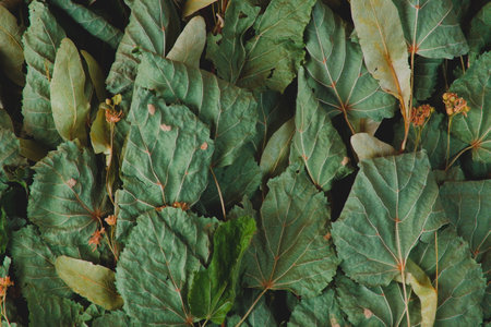 Birch Green Leaves Close Up.Texture Photo Background macroの写真素材