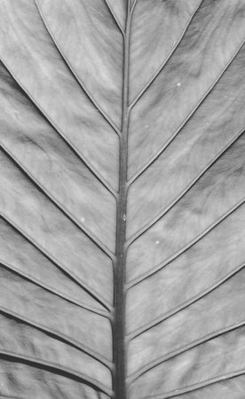 Big Tropical Leaf fragment with veins. Macro View. Abstract Background. Black and Whiteの写真素材
