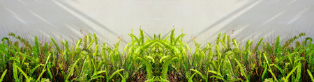 Fern Backdrop. Web Banner. Wide Symmetrical Photo of green fern petals. Natural Background. Front Gardenの写真素材