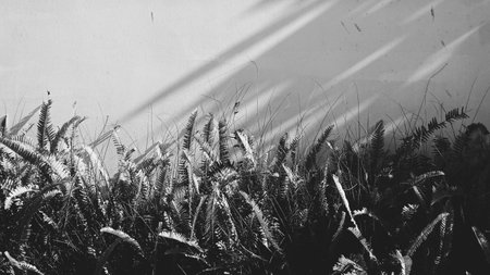 Large photo of Fern Bush and Light Wall Background. Banner or Wallpaper. Landscape Black and White Photoの写真素材