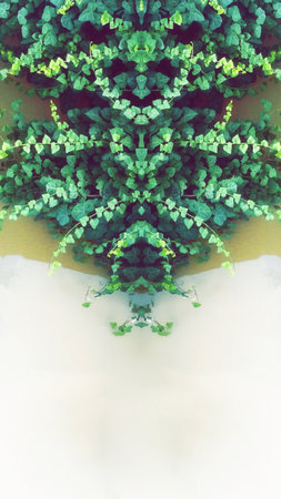 Bright Green Vine, Liana, Fern or Climbing Plant. Plant growth on Whitewash Painted Plaster Wall. Place for Textの写真素材