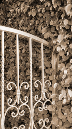 Decorative Fence in the Garden. Vintage wrought iron gates. A metal fence among the bushes. Sepia Styleの写真素材