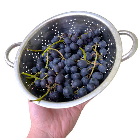 Hand Holding a Colander with Aromatic Black Grapes. Freshly Rinsed Clusters of Grapes against an...