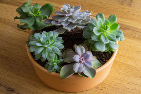 Indoor gardening with succulents and other small indoor plants