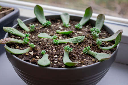 Baby succulents germination in the potの写真素材