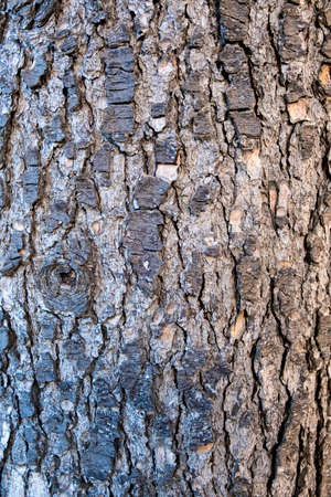 abstract brown wooden nature background by closeup rough cracked texture surface of indian cork tree