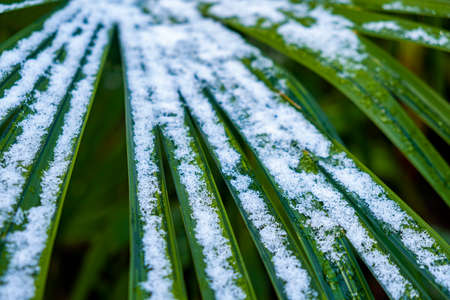 Leaves of palm trees in the snow, winter season backgroundの写真素材