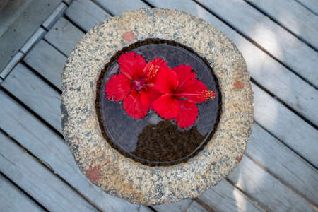 red hibiscus flower in waterの写真素材