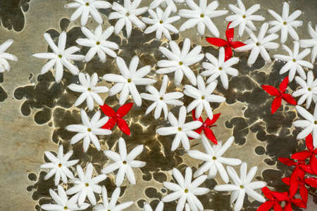 white and red flowers in waterの写真素材