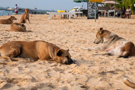 sleepy dogs on the tropical beach