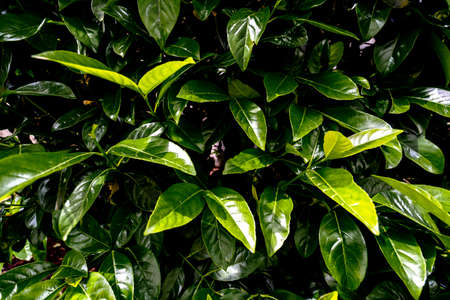 Green life
