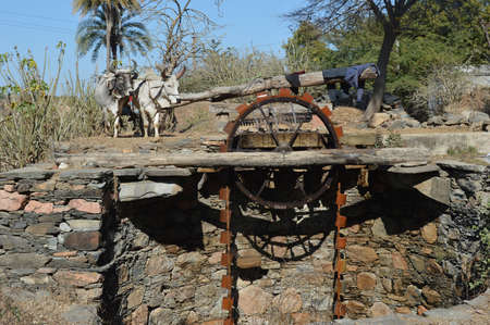 Rural Irrigation system in Kumbhalgarh Aravelli Hills, Udaipur, Rajasthan, India.Cows used for traditional irrigation purposes and cultivationの写真素材