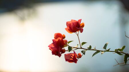 Bougainvilleaの写真素材