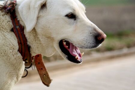 Cute guard dog poses, white dog