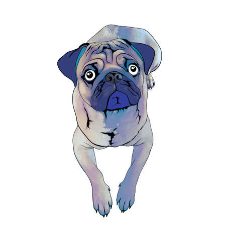 beautiful drawing of a cute pugのイラスト素材