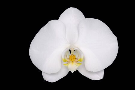 orchid isolated on blackの写真素材
