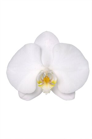 orchid isolated on whiteの写真素材