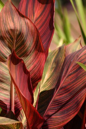 Exotic plantsの写真素材