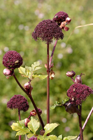 Purple flowers