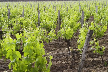 Foggy vineyards in St. Emilion, France, a UNESCO world heritage site.の写真素材