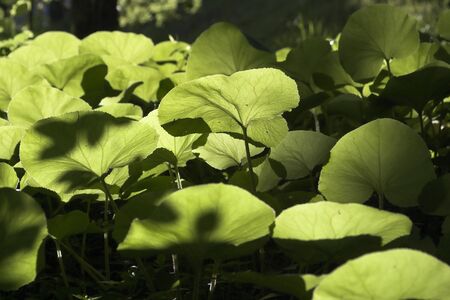 Ivy