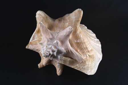 Conch shell isolated on black background