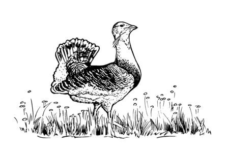 great bustard illustration の写真素材