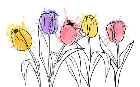 Tulips sketch with watercolor splash. Spring flowers vector illustration. Aquarelle drawing bouquet.のイラスト素材