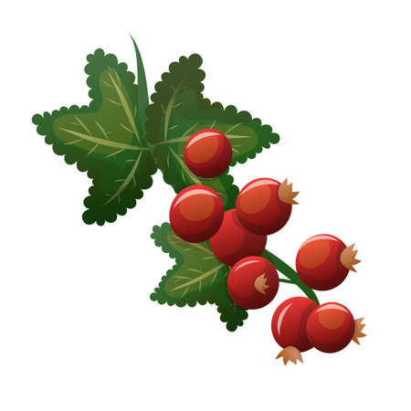 Detailed red currant berry cluster with lush green leaves, perfect for food graphics, botanical designs and fresh summer concepts.のイラスト素材