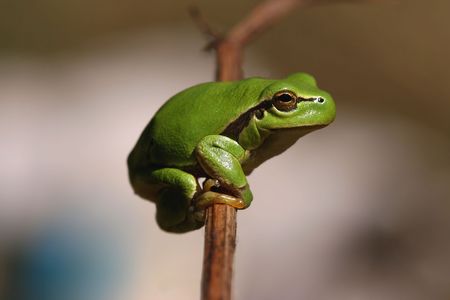 Green hyla frog on a twig. Nature detail.