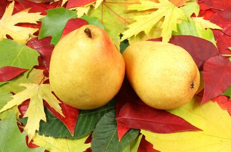 Autumn pear fruits on a background of colorful leavesの写真素材
