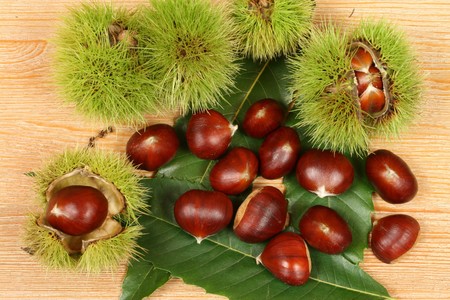 Edible, fresh chestnuts on leaves. Close up.の写真素材