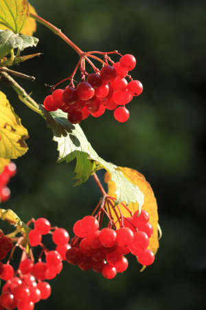 Viburnum opulus - European Cranberrybush. Deciduous shrub in Poland.