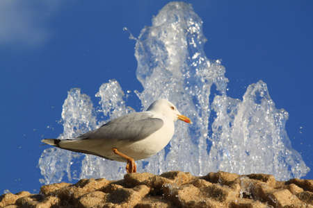 Seagull in a city fountain. Bird in town.の写真素材