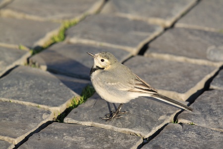 Motacilla alba - White wagtail. Small passerine bird in the city.の写真素材