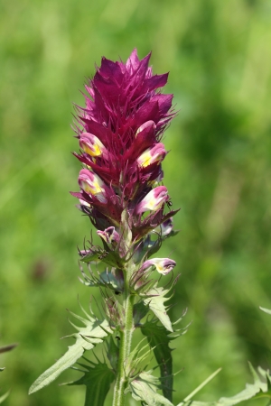 Blossom of a cow-wheat. Melampyrum arvense.の写真素材