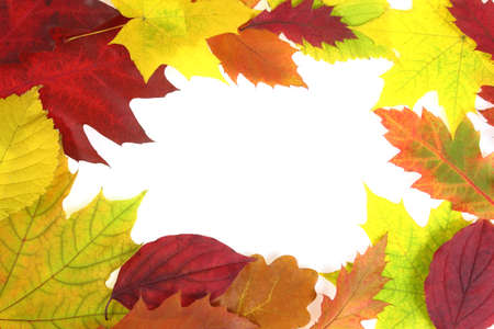 Colorful autumn leaves border or frame. Beautiful seasonal concept.