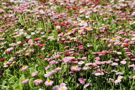 Pink daisies field close up. Floral background.の写真素材