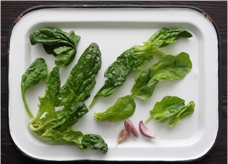 Freshly harvested spinach leaves on a metal tray.の写真素材
