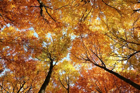 Colorful and bright autumn forest. Beautiful landscape.