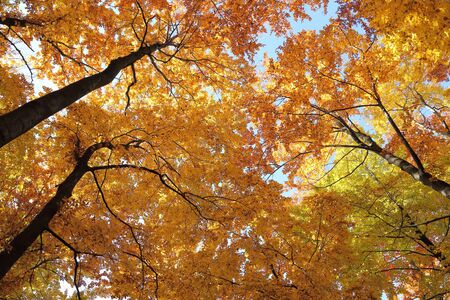 Colorful and bright autumn forest. Beautiful landscape.の写真素材