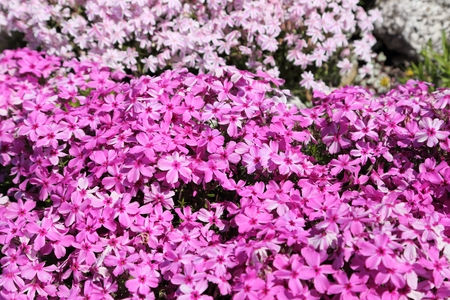 Pink phlox subulata. Background of flowers phlox subulata.の写真素材