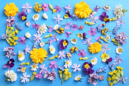 Beautiful colorful spring flowers on a blue background.の写真素材