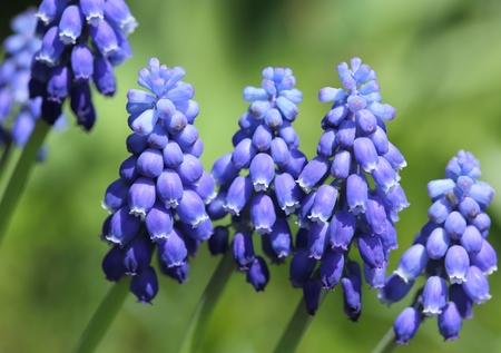Grape hyacinths are flowers blooming in early spring.の写真素材